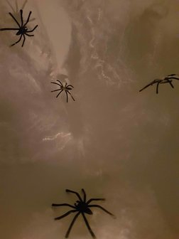 Spinnenweb met 2 spinnetjes